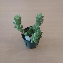 観葉植物（ハオルチア・ウンブラティコラ）の画像