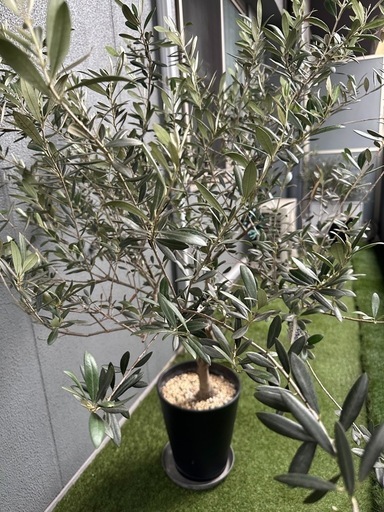 オリーブの木② manzanillo　新宿伊勢丹第一園芸にて購入