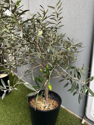オリーブの木③picual 　観葉植物　新宿伊勢丹第一園芸