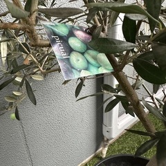 オリーブの木③picual 　新宿伊勢丹第一園芸の画像