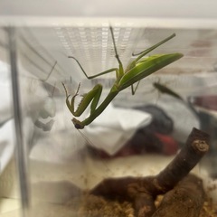 カマキリの卵か生体持っている方！！！