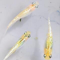 🌸月華×💫夜桜×🍊宮桜 メダカ 10匹 　2〜3週間　丈夫な　稚魚 子供　ラメ めだかの画像