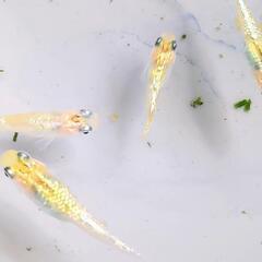 🌸月華×💫夜桜×🍊宮桜 メダカ 10匹 　2〜3週間　丈夫な　稚魚 子供　ラメ めだかの画像