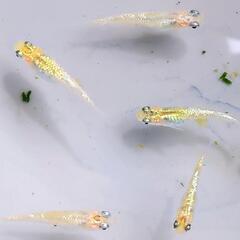 🌸月華×💫夜桜×🍊宮桜 メダカ 10匹 　2〜3週間　丈夫な　稚魚 子供　ラメ めだかの画像