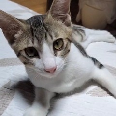 一緒に寝てくれる甘えん坊😊