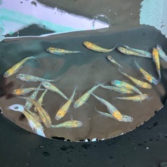 メダカ　ユリシス　10匹の画像