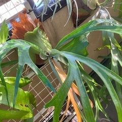 ビカクシダ　Hawaiiの画像