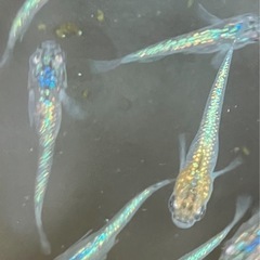 メダカ　尚王メダカ　10匹の画像