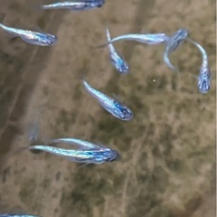 メダカ　尚王メダカ　10匹の画像
