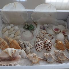 夏休みの研究やコレクションに♪　色々な珍しい貝殻沢山まとめての画像