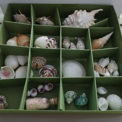 夏休みの研究やコレクションに♪　色々な珍しい貝殻沢山まとめての画像
