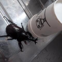 カブトムシの画像