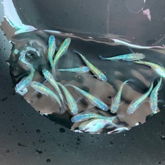 メダカ　ネプチューン　の画像