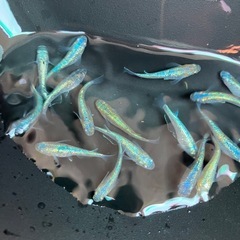メダカ　ネプチューン　の画像