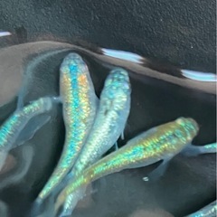 メダカ　ネプチューン　の画像