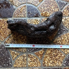 天然流木（水槽用・アク抜き済み）20cm前後✨一点物 500円の画像