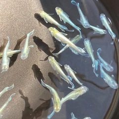 エメキン⭐︎メダカ１匹50円の画像