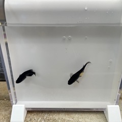 【めだか】おろち　10匹の画像