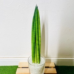 サンスベリア　スパゲッティ　観葉植物　ハイドロカルチャー　カラーサンドの画像