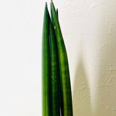 サンスベリア　スパゲッティ　観葉植物　ハイドロカルチャー　カラーサンドの画像