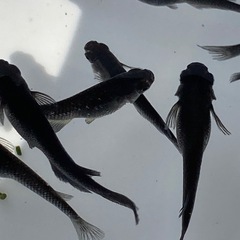 ブラックダイヤRLF⭐︎メダカ１匹50円の画像
