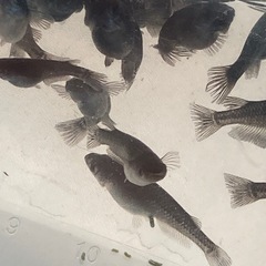 ブラックダイヤRLF⭐︎メダカ１匹50円の画像