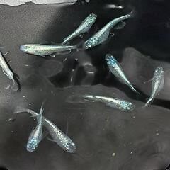 ☆産卵中ネプチューンシルバーtypeメダカ♂3♀7⑤☆の画像