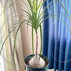 トックリラン 観葉植物の画像