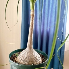 トックリラン 観葉植物の画像