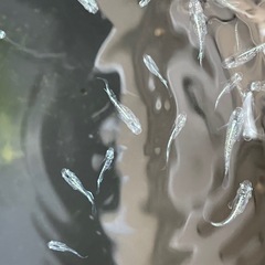 【お取引中】緑光黒百式ラメめだか⭐︎メダカの画像