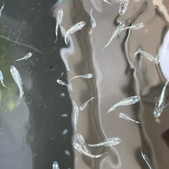 【お取引中】緑光黒百式ラメめだか⭐︎メダカの画像