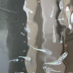【お取引中】緑光黒百式ラメめだか⭐︎メダカの画像