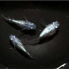1"めだか　上物ネプチューンダルマ１ペアの画像