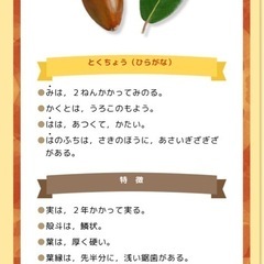 どんぐりの苗（２年生育）の画像