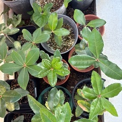 どんぐりの苗（２年生育）の画像