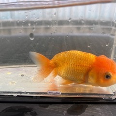 らんちゅう 8～11cmの画像
