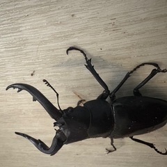 アマミノコギリクワガタの画像