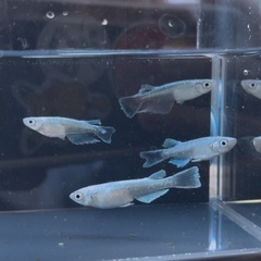 (決定)グランブルーメダカ 4匹の画像