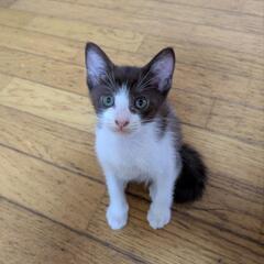 子猫里親様募集