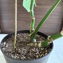 【終了】モンステラ　観葉植物差し上げますの画像