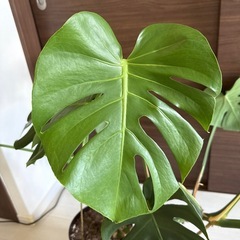 【終了】モンステラ　観葉植物差し上げますの画像