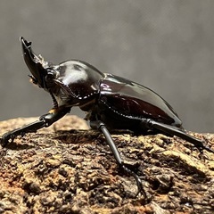 ニジイロクワガタ ♂1頭の画像