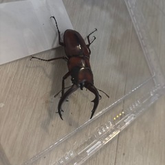トカラノコギリクワガタの画像