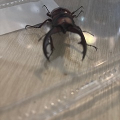 トカラノコギリクワガタの画像