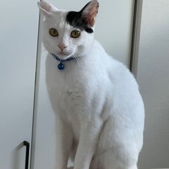甘えん坊好きな方♡白黒男の子♡ − 熊本県