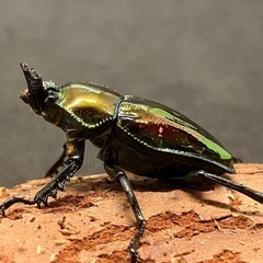 ニジイロクワガタ ピカール血統 ペアの画像