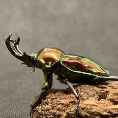 ニジイロクワガタ ピカール血統 ペアの画像