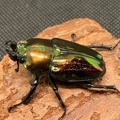 ニジイロクワガタ ピカール血統 ペアの画像