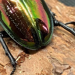 ニジイロクワガタ ピカール血統 ペアの画像