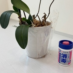 植木鉢(大)の画像